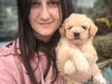Maltipoo Yavru