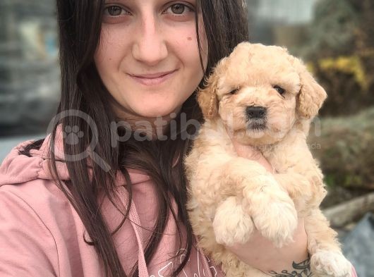 Maltipoo Yavru görsel