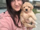 Maltipoo Yavru