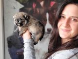 Pomeranian Yavrular