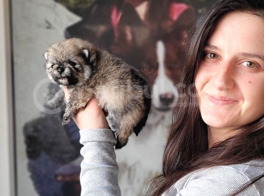 Pomeranian Yavrular görsel