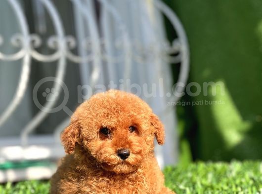Safkan Red Toy Poodle Yavrular görsel
