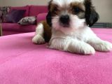 Shihtzu Yavrularımız