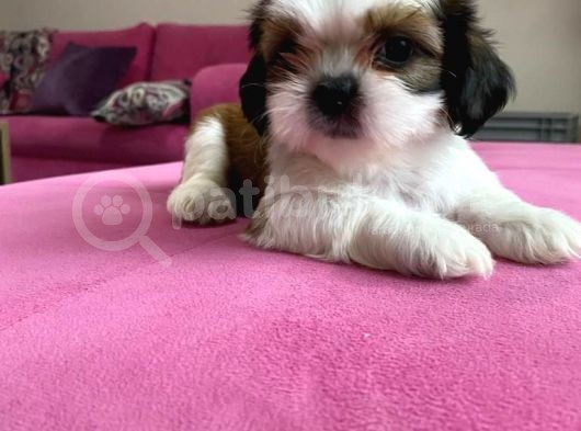 Shihtzu Yavrularımız görsel