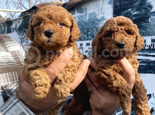 Red Toypoodle Yavrularımız görsel