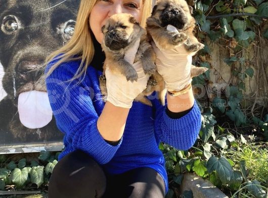 Irk Garantili Pofuduk Chow Chow Yavrularımız görsel