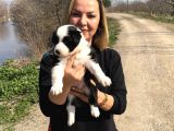 Oyuncu Zeki Mükemnel Border Collie Yavrularımız