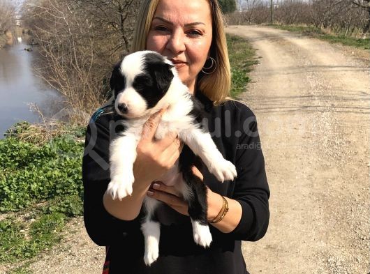 Oyuncu Zeki Mükemnel Border Collie Yavrularımız görsel