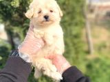 SEVİMLİ MALTİPOO BEBEKLERİMİZ