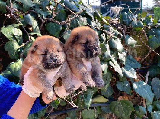 Irk Garantili Pofuduk Chow Chow Yavrularımız