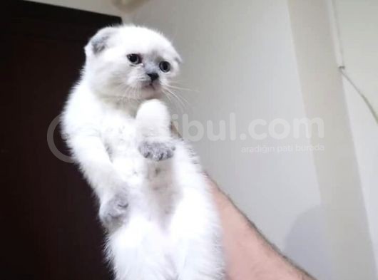 Blue Poi̇nt Bebekleri̇m görsel