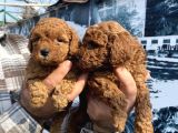 Red Toypoodle Yavrularımız