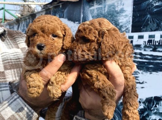 Red Toypoodle Yavrularımız görsel