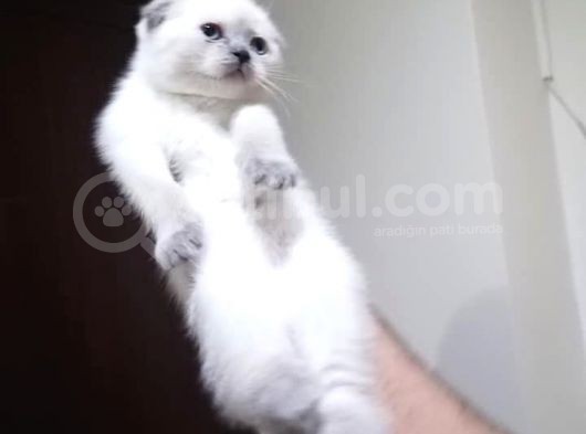 Blue Poi̇nt Bebekleri̇m görsel