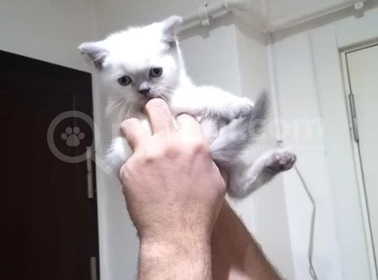 Blue Poi̇nt Bebekleri̇m görsel