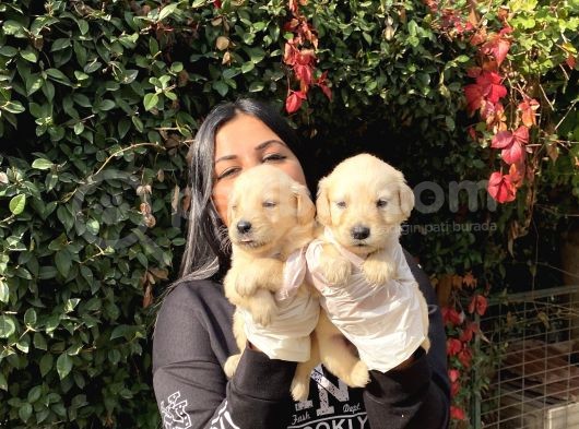 Safkan Golden Retriever Yavrularımız görsel