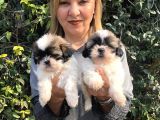 Şirinmi Şirin Harika Shih Tzu Yavrularımız