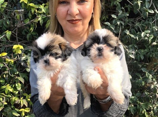 Şirinmi Şirin Harika Shih Tzu Yavrularımız görsel