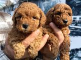 Red Toypoodle Yavrularımız