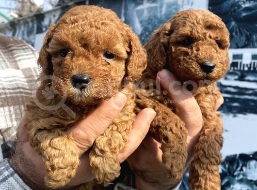 Red Toypoodle Yavrularımız görsel