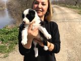 Oyuncu Zeki Mükemnel Border Collie Yavrularımız