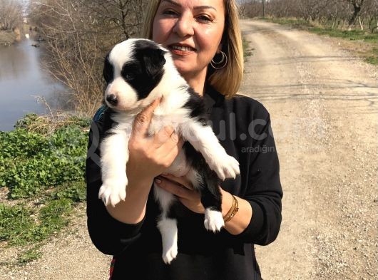 Oyuncu Zeki Mükemnel Border Collie Yavrularımız görsel