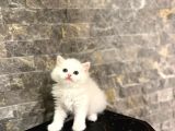 Sevi̇mli̇ Bebeği̇mi̇z Bri̇ti̇sh Longhai̇r Yavrular