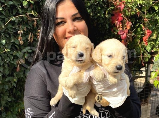 Safkan Golden Retriever Yavrularımız görsel