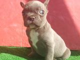 Micro Yapıda Erkek French Bulldog Blue Yavrumuz