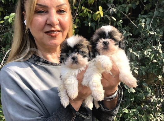 Şirinmi Şirin Harika Shih Tzu Yavrularımız görsel