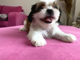 Shihtzu Yavrularımız