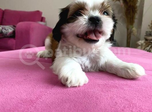 Shihtzu Yavrularımız görsel