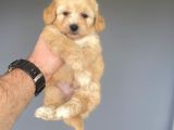 Gerçek Malti̇poo Garanti̇li̇ Bebekler