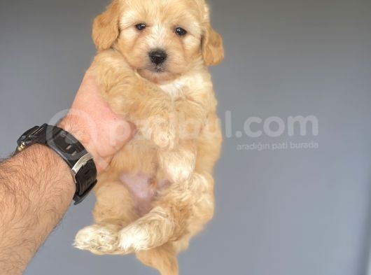 Gerçek Malti̇poo Garanti̇li̇ Bebekler görsel
