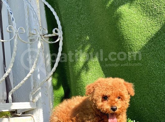 Safkan Red Toy Poodle Yavrular görsel