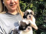 Şirinmi Şirin Harika Shih Tzu Yavrularımız