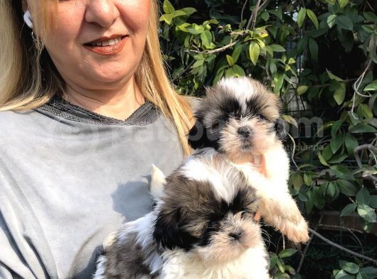 Şirinmi Şirin Harika Shih Tzu Yavrularımız görsel