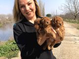 Irk Garantili Harika Toy Poodle Yavrularımız