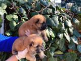 Irk Garantili Pofuduk Chow Chow Yavrularımız