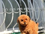 Safkan Red Toy Poodle Yavrular