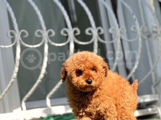 Safkan Red Toy Poodle Yavrular görsel