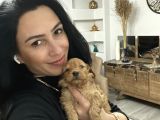 Maltipoo yavrum ırk ve sağlık garantilidir