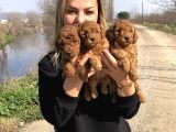 Muhteşem Irk Garantili Toy Poodle Yavrularımız