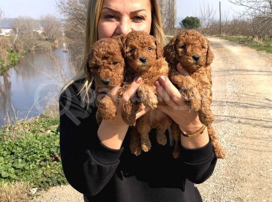 Muhteşem Irk Garantili Toy Poodle Yavrularımız görsel