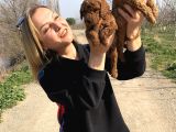 Irk Garantili Harika Toy Poodle Yavrularımız
