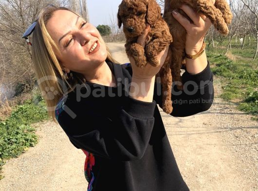 Irk Garantili Harika Toy Poodle Yavrularımız görsel