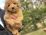SEVİMLİ AŞILI TOY POODLE BEBEKLER