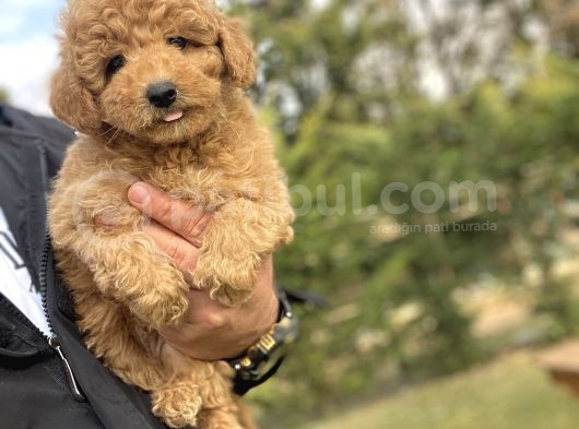 Sevi̇mli̇ Aşili Toy Poodle Bebekler