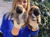 Irk Garantili Pofuduk Chow Chow Yavrularımız