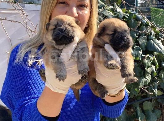 Irk Garantili Pofuduk Chow Chow Yavrularımız görsel